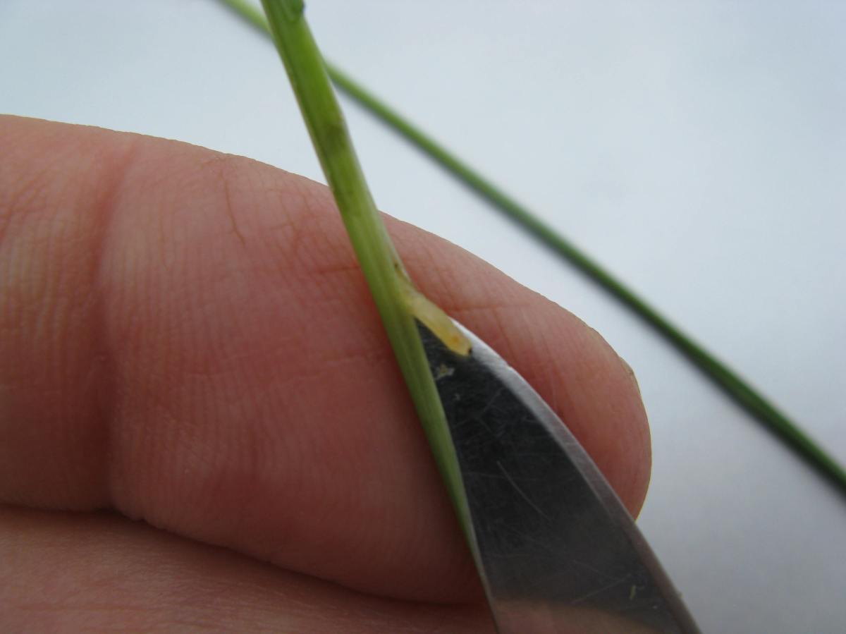 Bermudagrass Stem Maggot