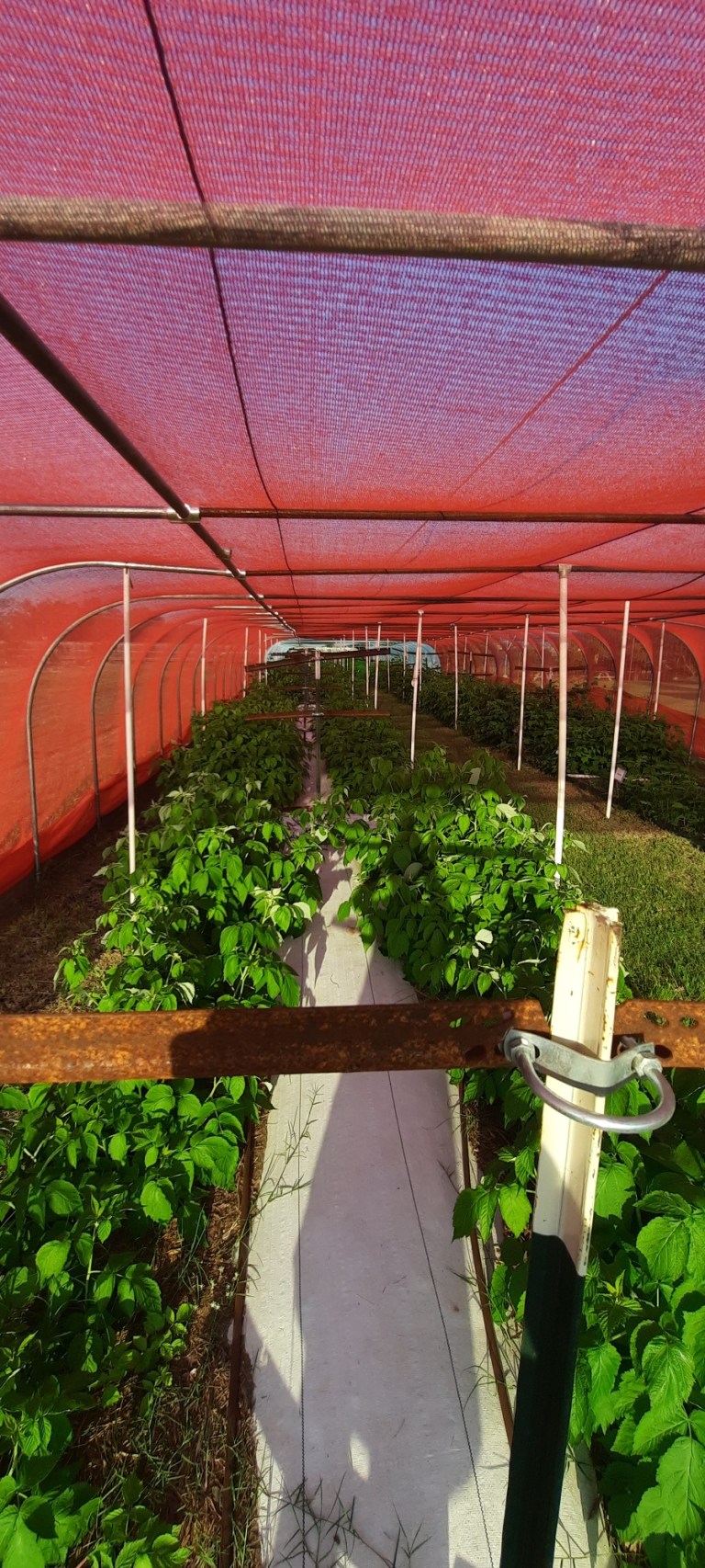 An Update (2024) to: Can you grow raspberries in Texas? – Texas A&M ...