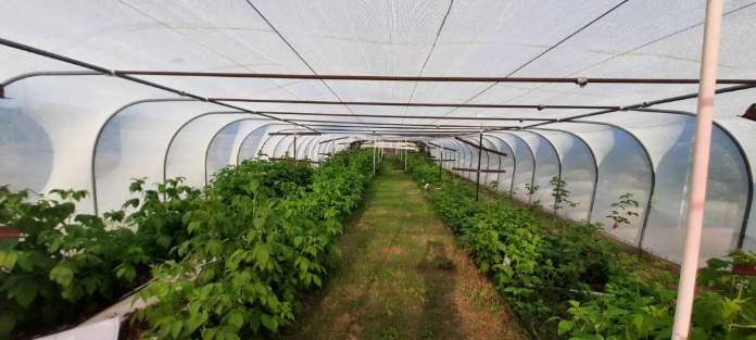 An Update (2024) to: Can you grow raspberries in Texas? – Texas A&M ...