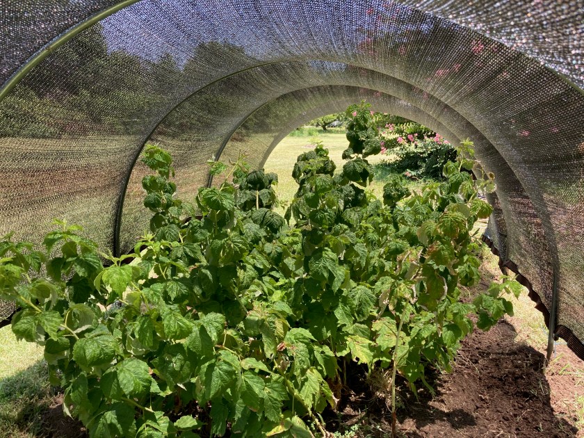 An Update (2024) to: Can you grow raspberries in Texas? – Texas A&M ...