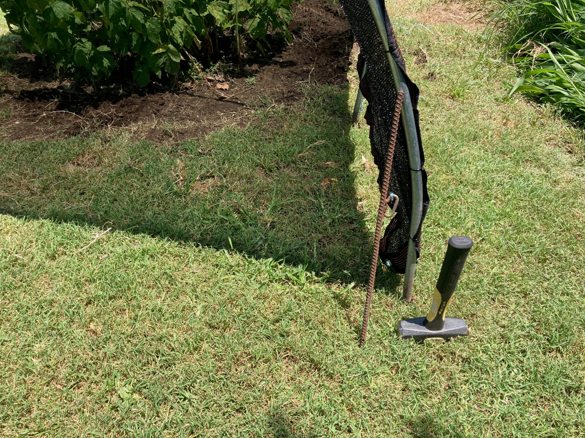 An Update (2024) to: Can you grow raspberries in Texas? – Texas A&M ...