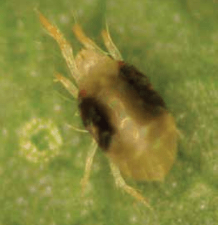 Spider Mites on Tomato – There are Organic&nbsp;Solutions