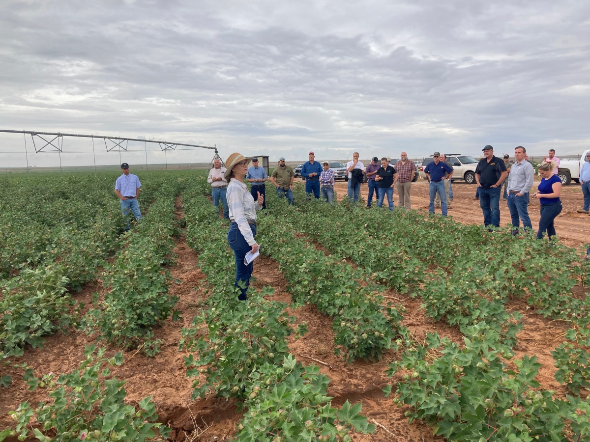 Cotton Varieties for&nbsp;Organic!