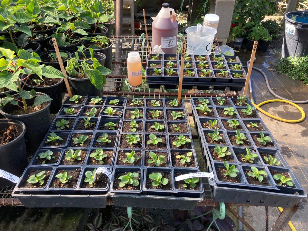 Ornamental Pansy Disease Trial&nbsp;(Update!)