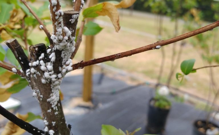 Scale Infested Tree Scale Insects and Mealybugs – Winter/Spring is the time to look and ...