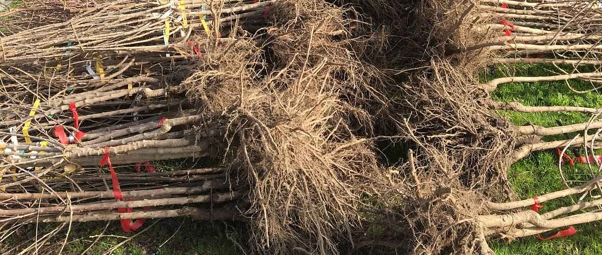 Bareroot, Balled & Burlapped and Container Grown Plants – Texas A&M ...