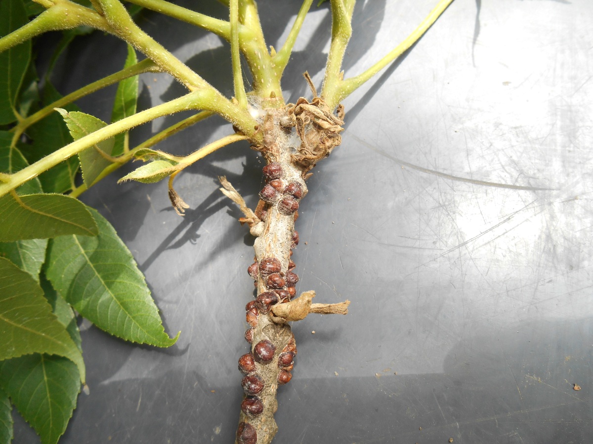 Scale Insects and Mealybugs – Winter/Spring is the time to look and treat!