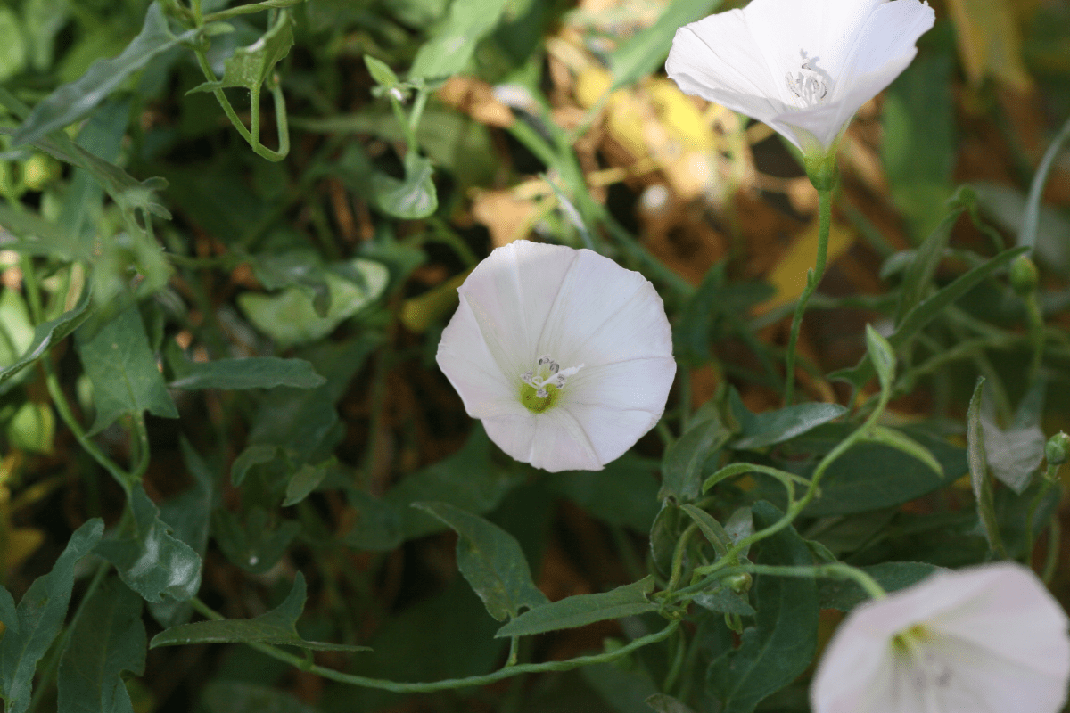 Organic Control of Field&nbsp;Bindweed?