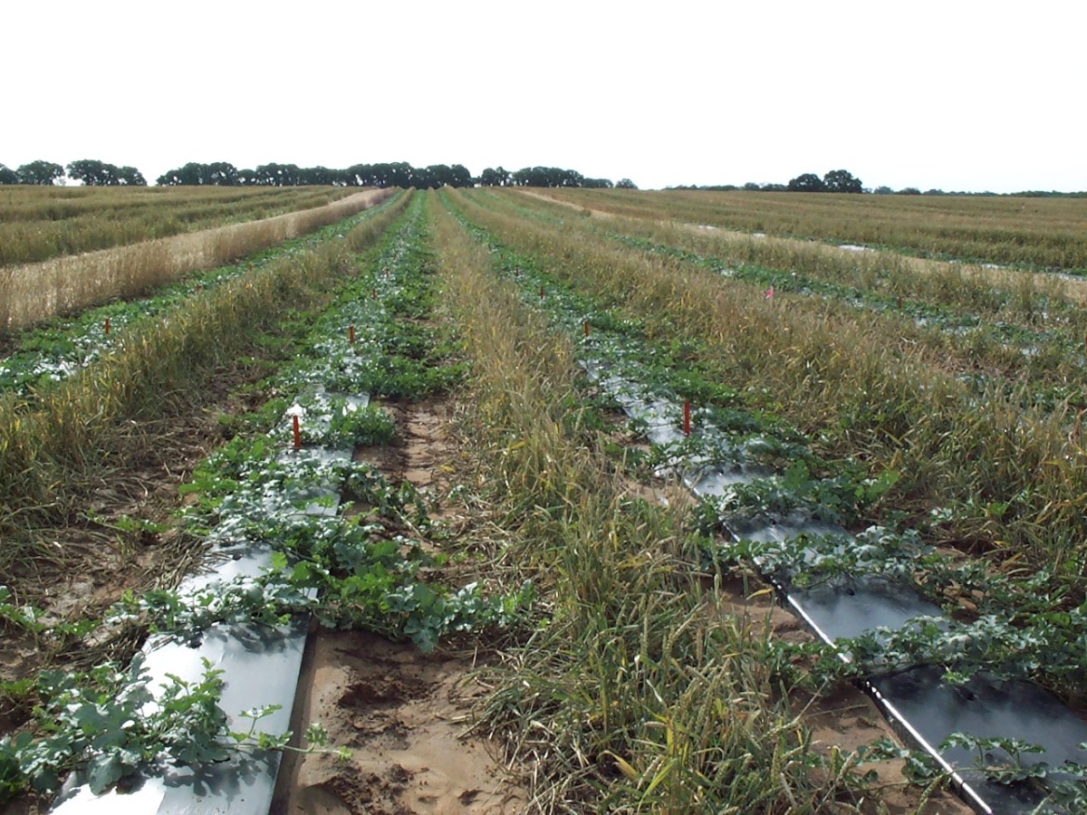 Modifications to Increase Vegetable Earliness and/or&nbsp;Yield