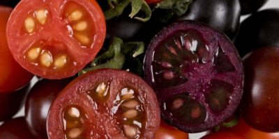 Purple Tomatoes – They are not all the same!