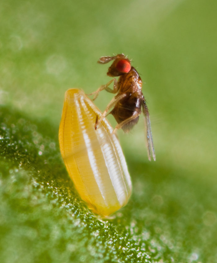 Organic Grain Storage Insect Control – Texas A&M AgriLife Organic
