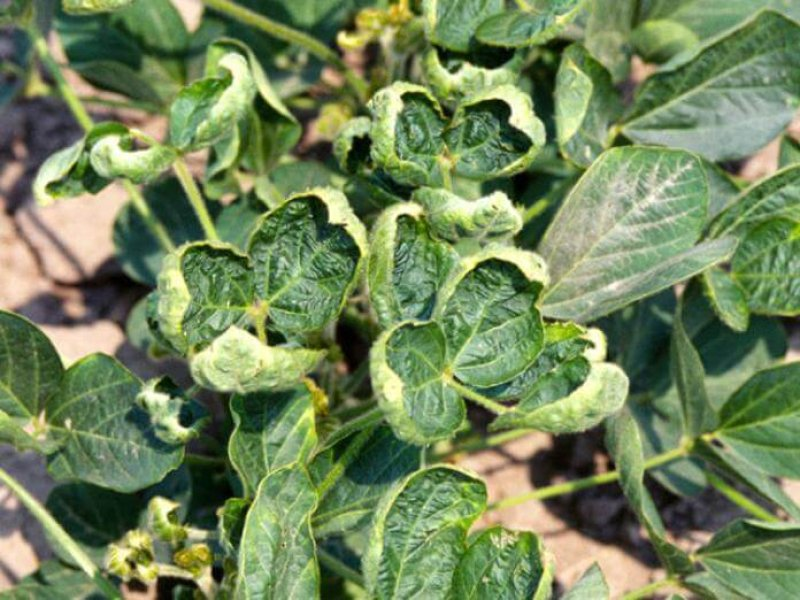 Poll Says: Dicamba Drift Continues to Impact Organic Crops in West&nbsp;Texas