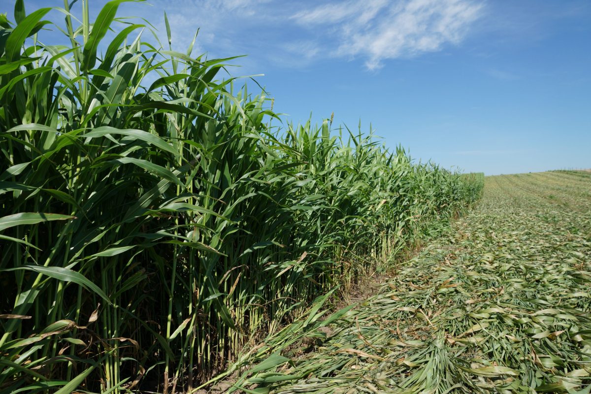 BMR Male-Sterile Sorghum Silage: A Smart Alternative for Dairy&nbsp;Producers