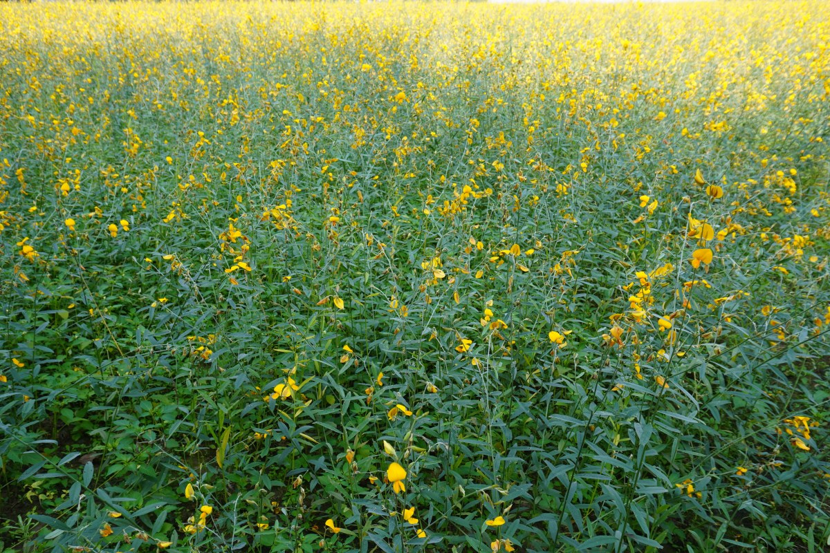 What Do Cover Crops Leave Behind? Comparing Sunn Hemp, Tepary Bean, and&nbsp;Cowpea