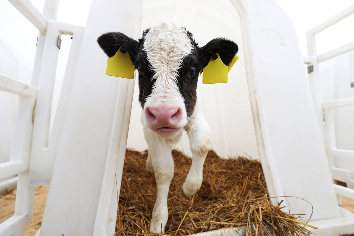 Personality Plus: Building Resilient Organic Dairy Cows from Day&nbsp;One