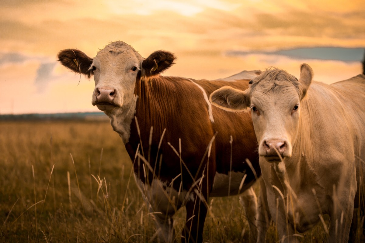 Organic Beef Demand is on the&nbsp;rise!