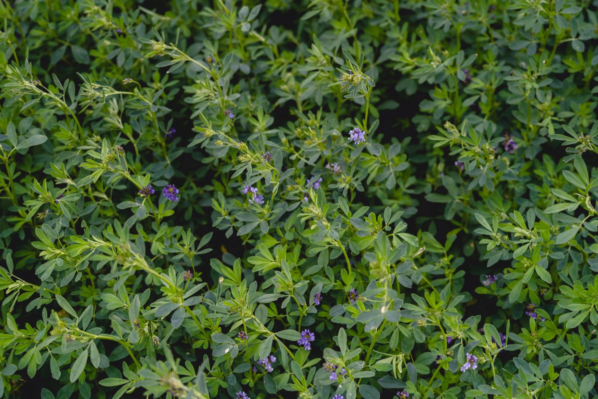 Launching a New Chapter in Alfalfa Water&nbsp;Research