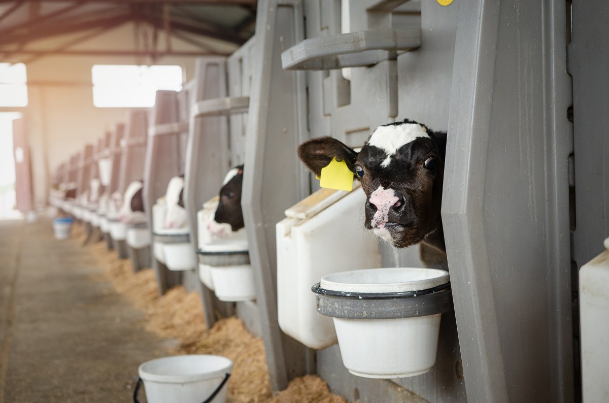 A New Organic Tool Against H5N1 in Calves: Citric Acid in Waste&nbsp;Milk