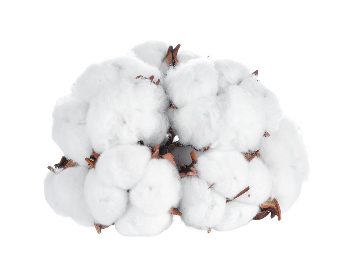 Organic Cotton Market&nbsp;Summary