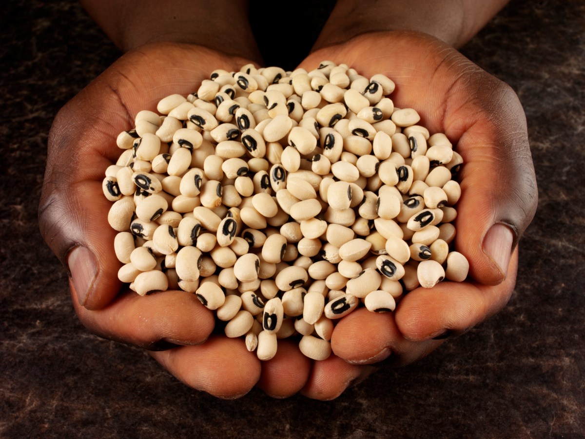 New Organic Cowpea ‘TAMC 101’: A Cover Crop and Forage Option for Southern&nbsp;Farms