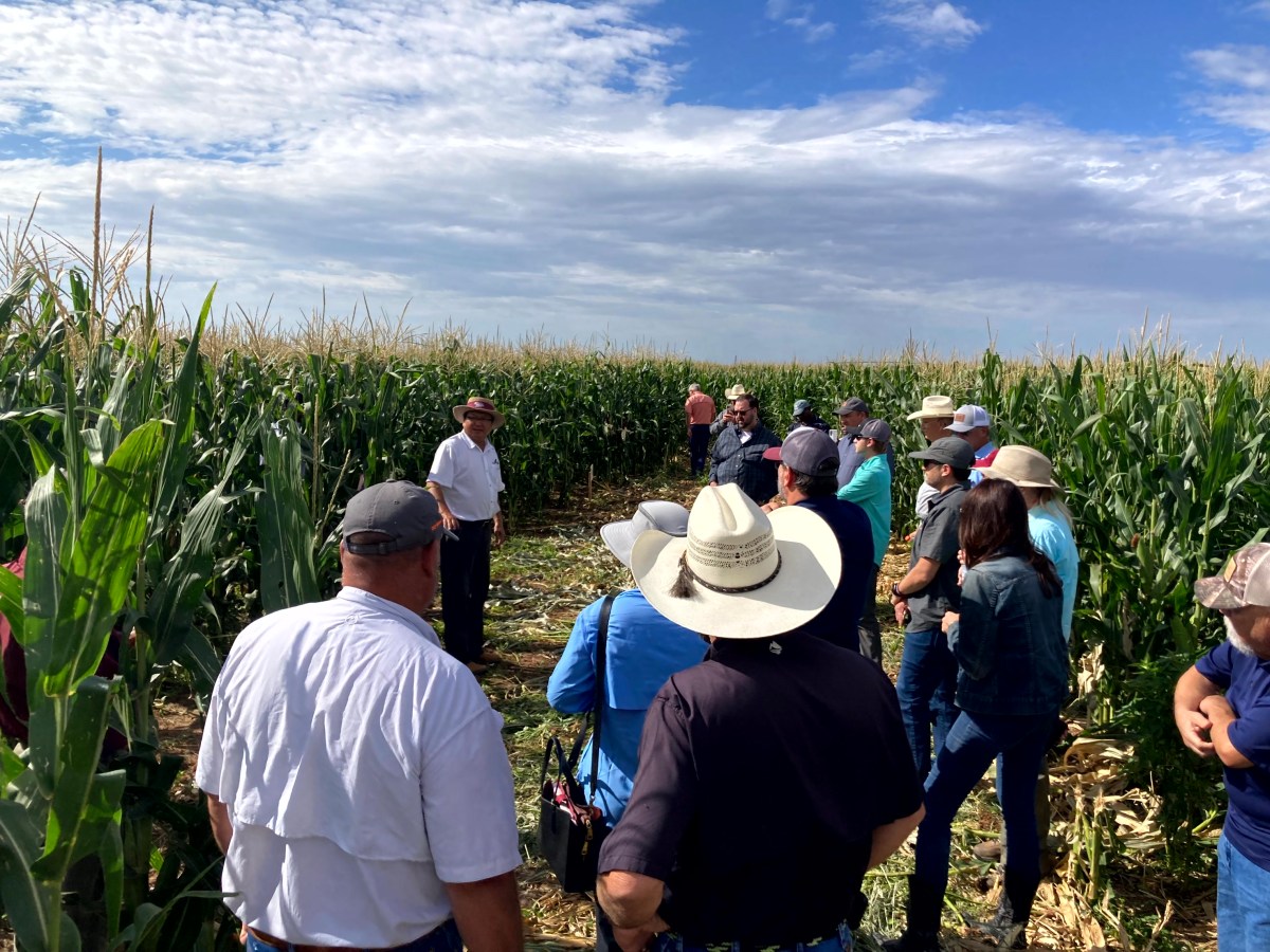 Building Local Hybrid Seed for Organic Farms (A Project to&nbsp;Watch)