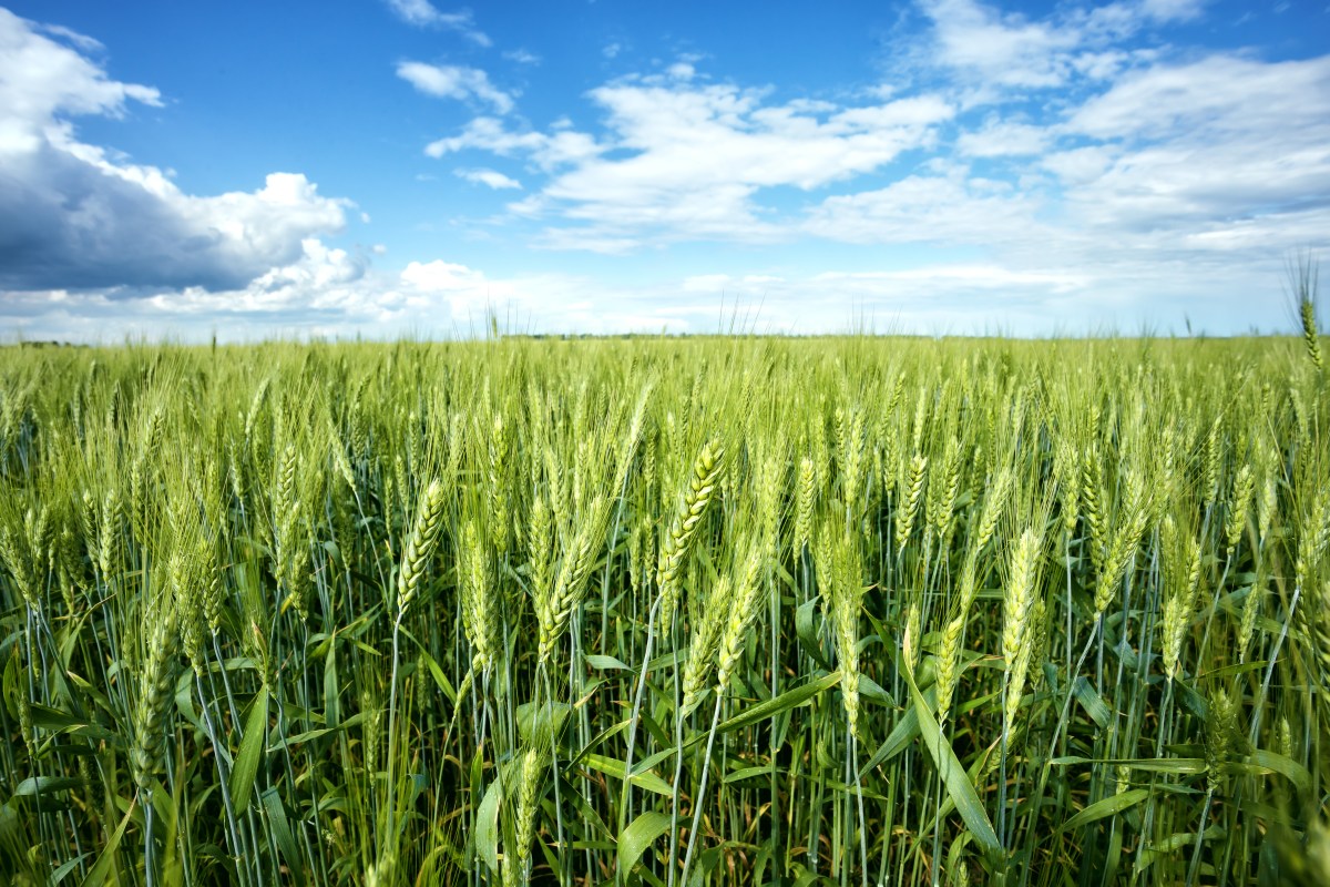 BNI Wheat: Can the Crop Help Manage Its Own&nbsp;Nitrogen?