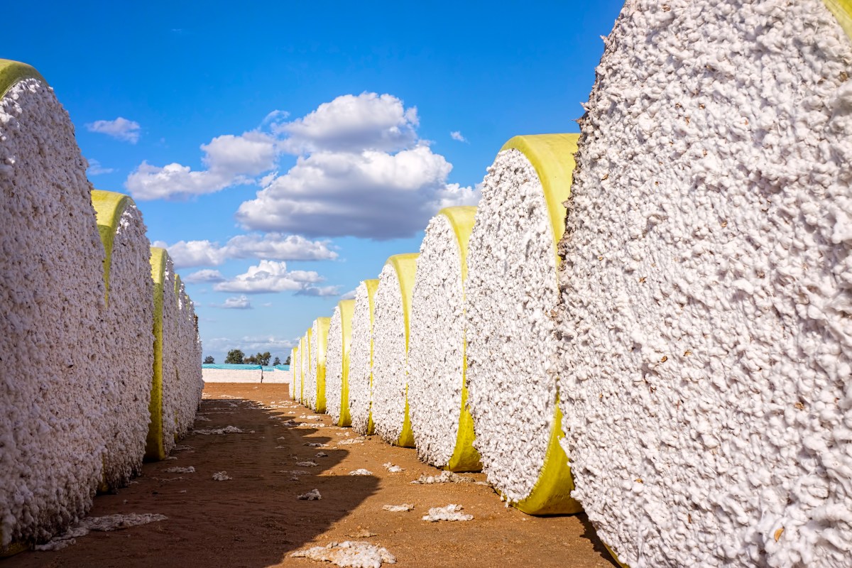 GOTS Version 8.0 – What It Means for Texas Organic&nbsp;Cotton