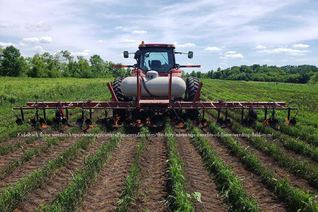 Flame Weeding, Soil Biology, and Organic Farming: Questions Worth&nbsp;Asking
