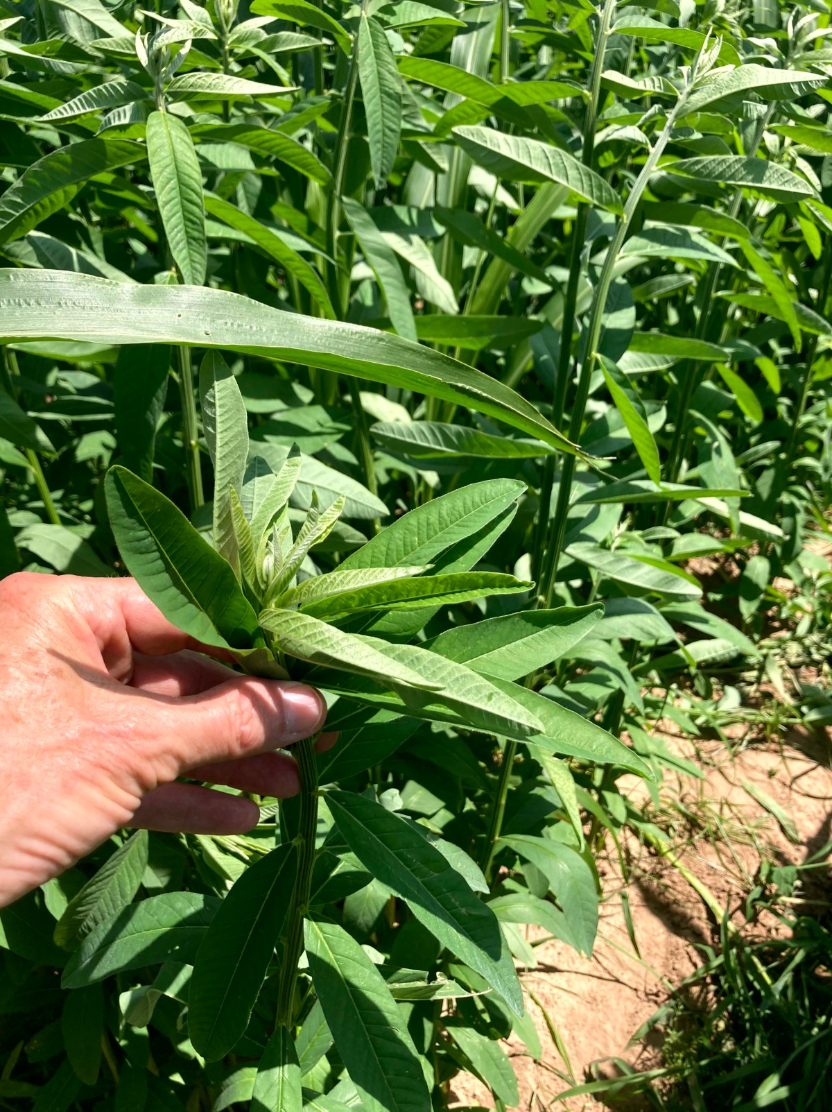 Sunn Hemp is One of My Favorite Cover&nbsp;Crops!