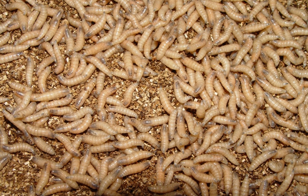 New World Screwworm Update for Texas Organic Livestock&nbsp;Producers