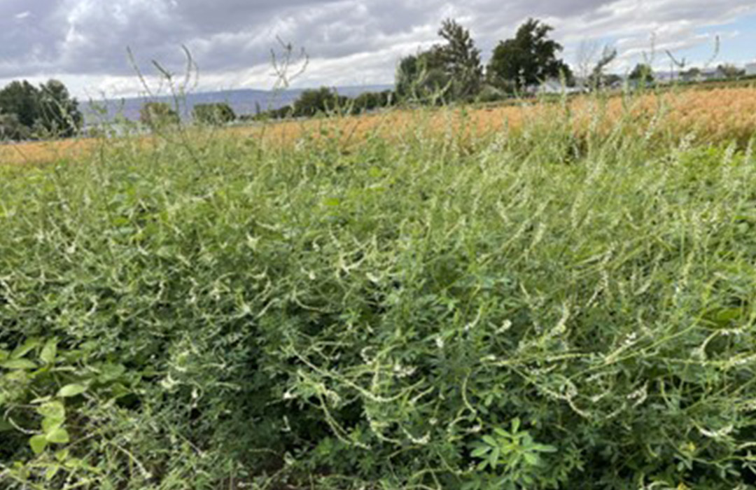 Can You Grow a Sweetclover in Far West&nbsp;Texas?