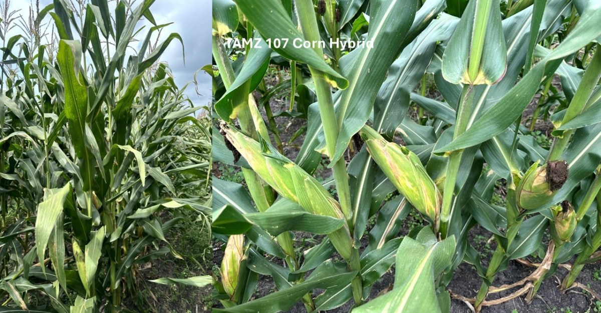 TAMZ107 Stands Out in a Wet Year for Corn Ear&nbsp;Rots