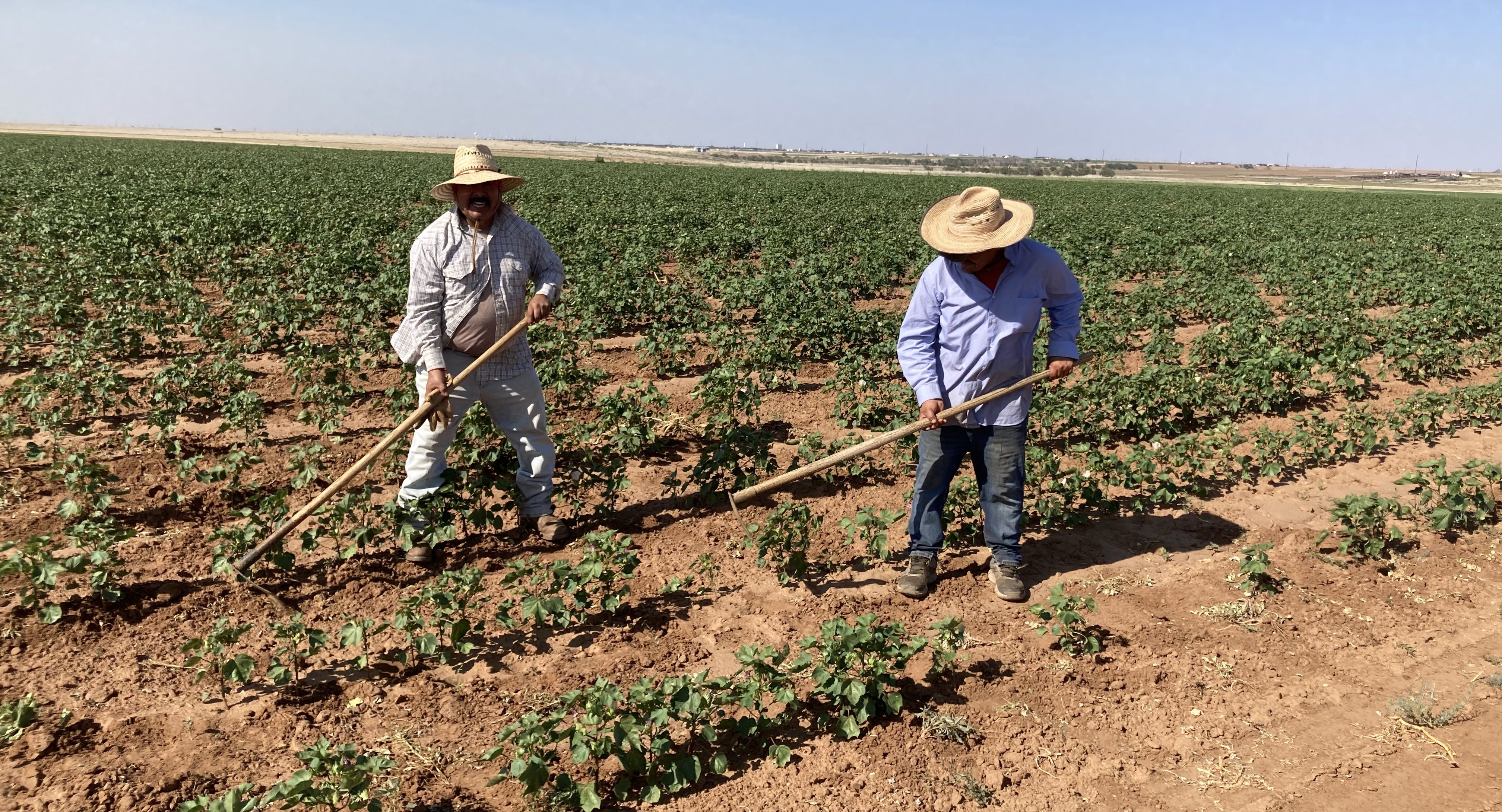 Two workers hand-hoeing weeds in a Texas organic row-crop field, illustrating the labor and cost of controlling weed escapes after early mechanical control has failed.