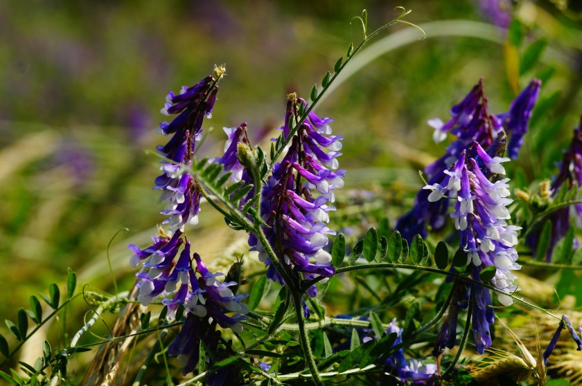 Close-up of purple and white flowers with green leaves in a natural setting.