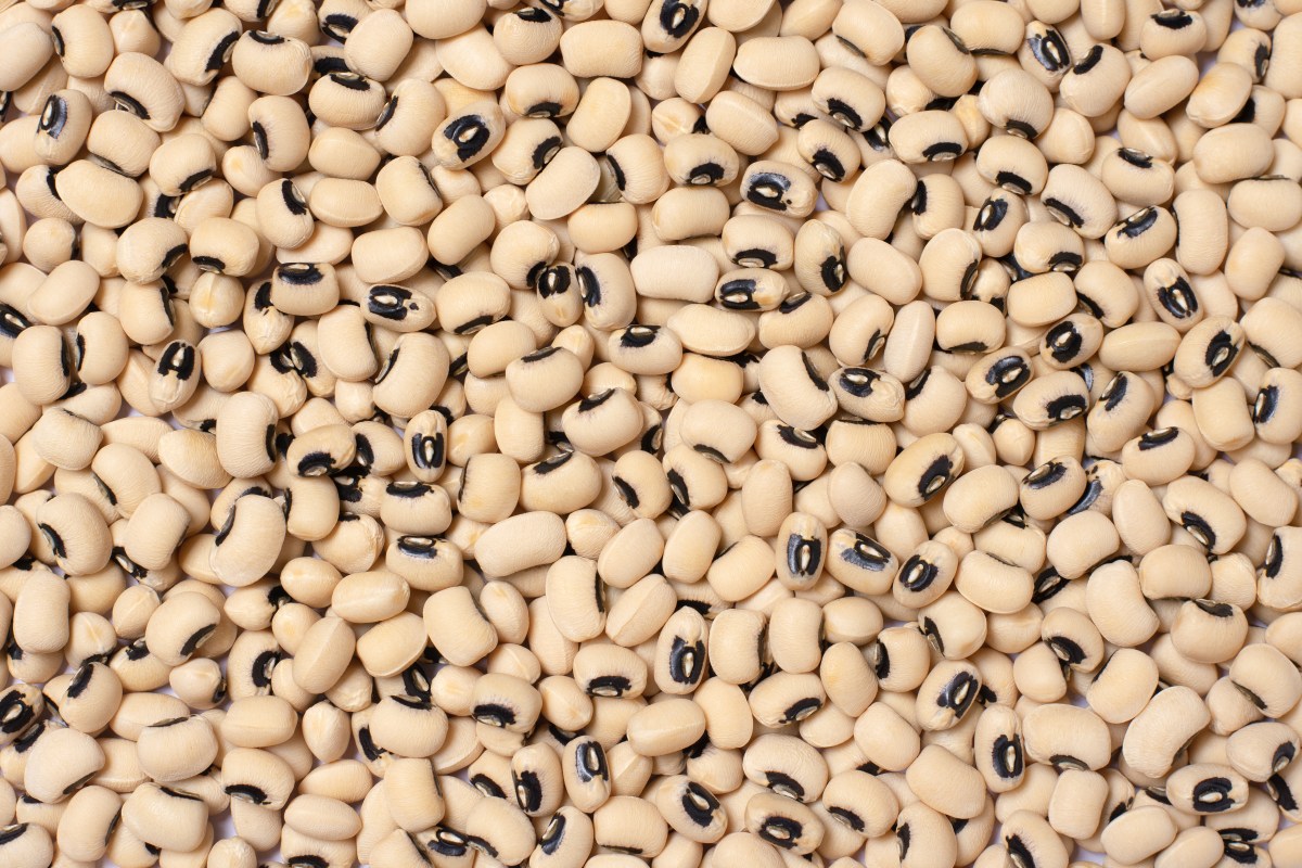Organic Cowpea Production in&nbsp;Texas