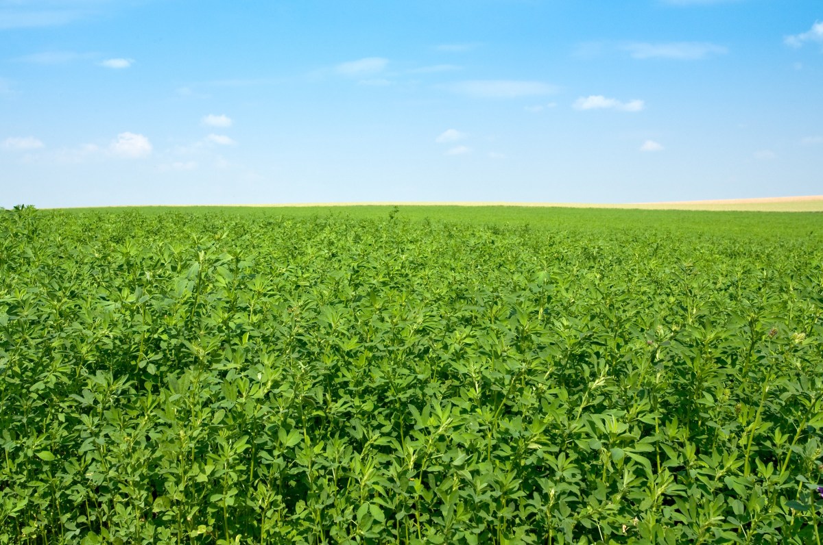 Organic Alfalfa Production in&nbsp;Texas