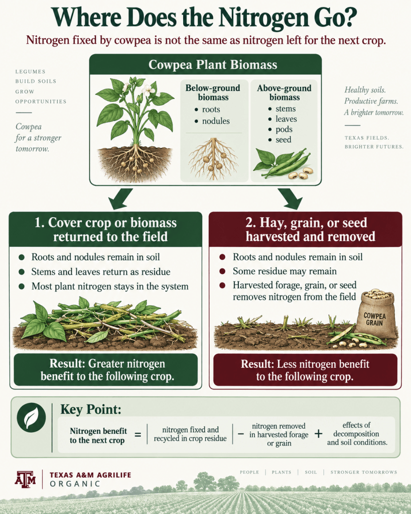 Infographic showing how cowpea nitrogen is partitioned between roots, nodules, stems, leaves, pods, and seed, and how returning biomass to the field provides more nitrogen benefit to the next crop than removing hay, grain, or seed.