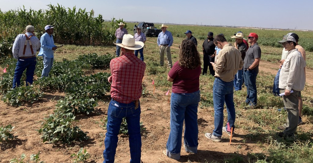 Group of growers standing in a Texas field during a cowpea variety and breeding tour.