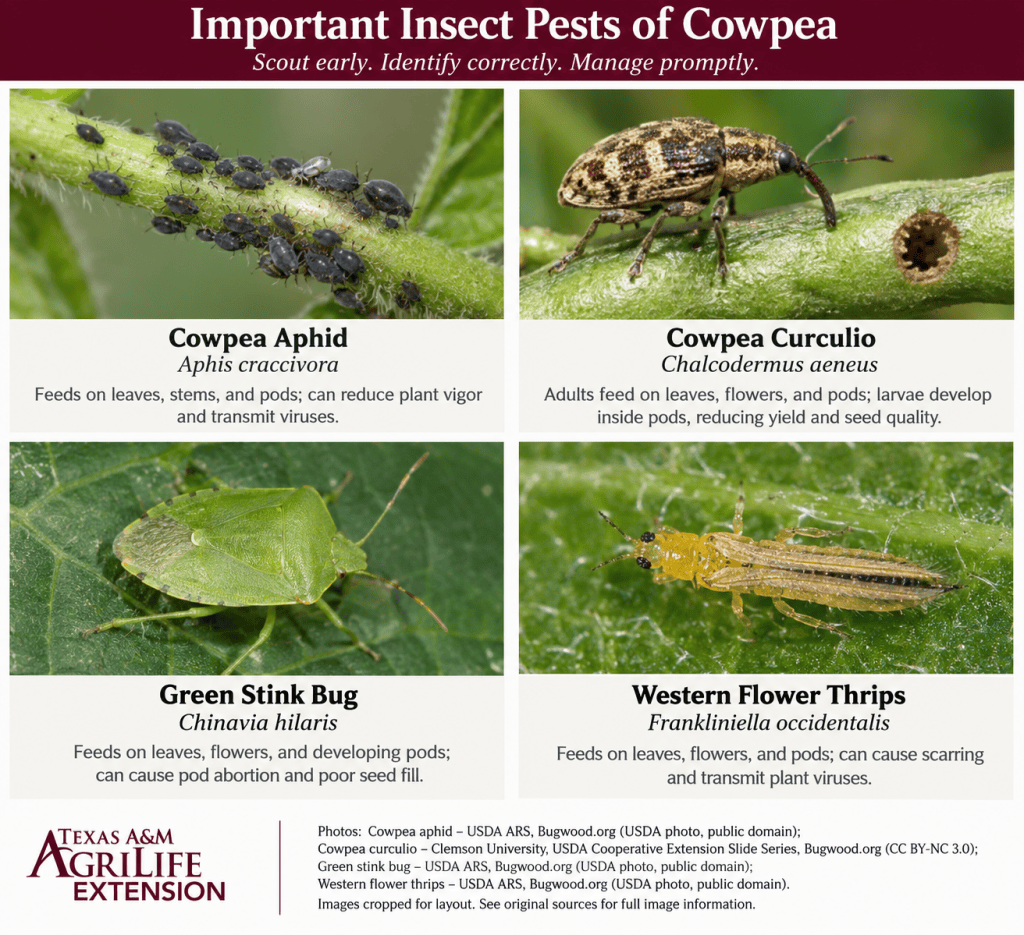 Four important cowpea insect pests: cowpea aphid, cowpea curculio, green stink bug, and western flower thrips.