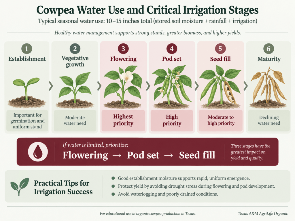 Cowpea water use and critical irrigation stage in a typical water use year.
