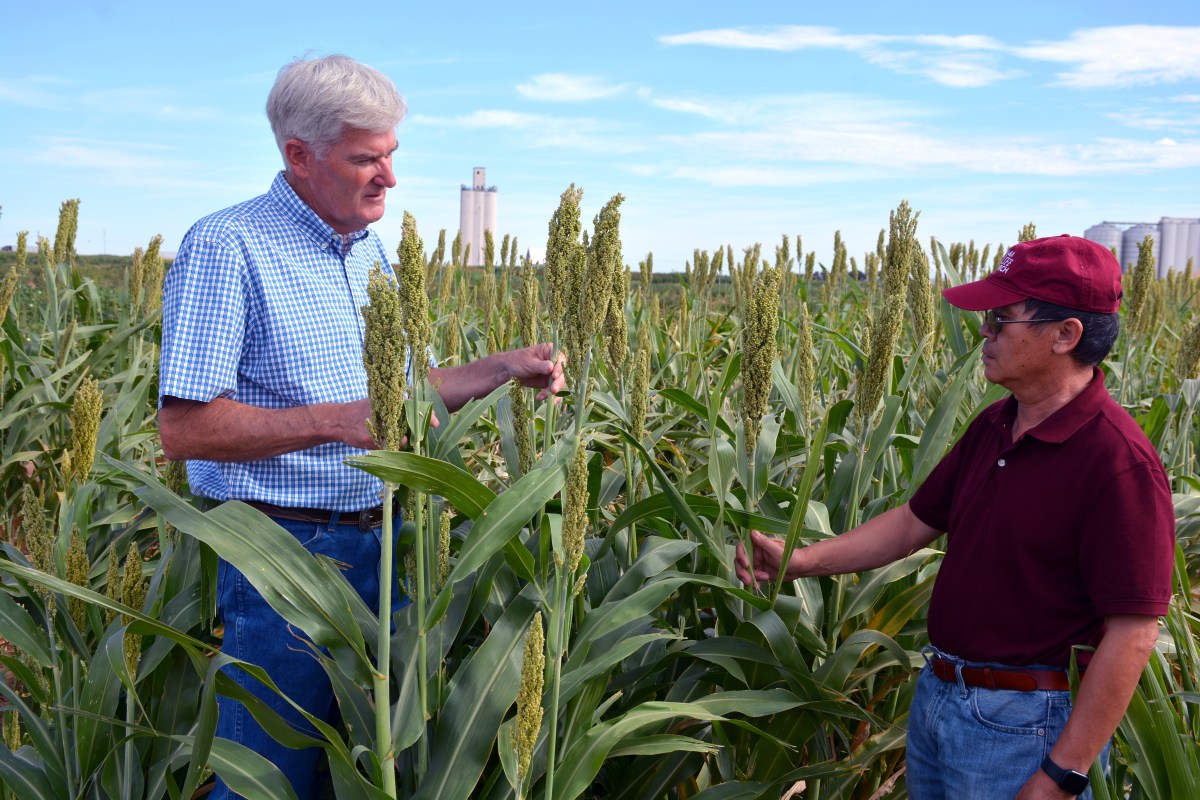 Organic Sorghum Seed Systems: From Plant Breeding to the Organic&nbsp;Farm