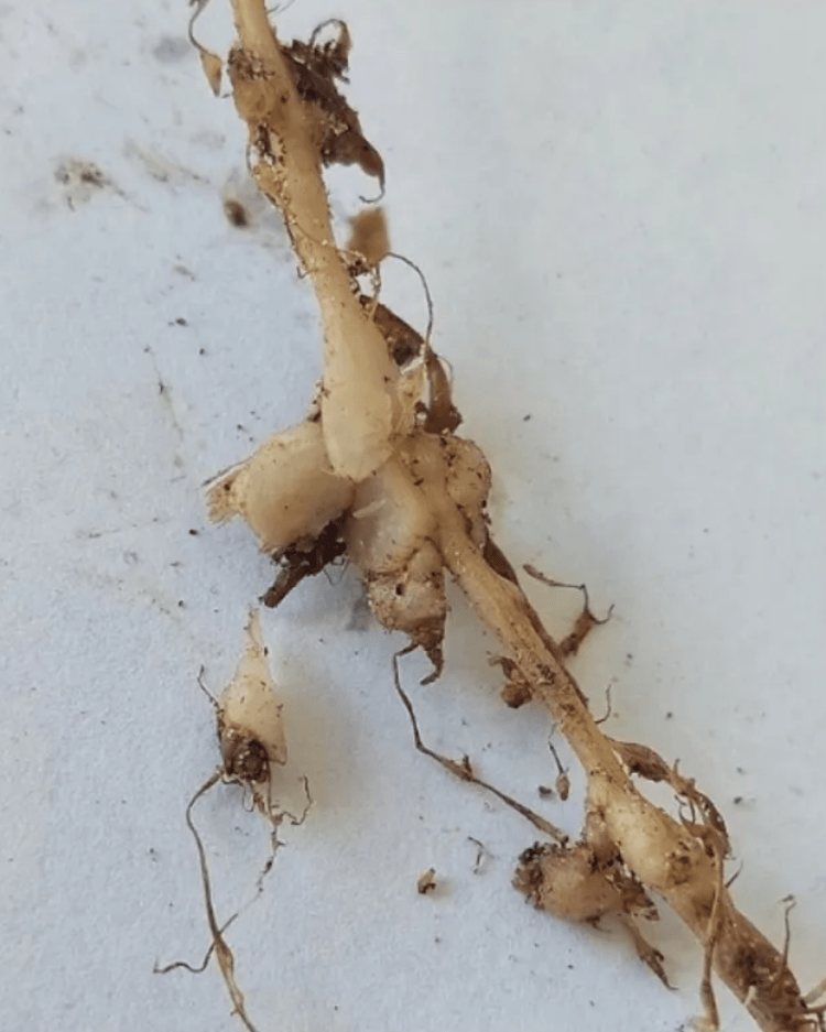Cowpea root with root-knot nematode galls caused by Meloidogyne spp..