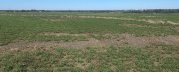 A wide view of a green agricultural field with patches of soil, under a clear blue sky.