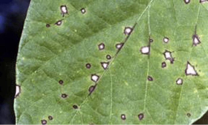 Cercospera leaf spot of cowpea, a common cowpea disease.