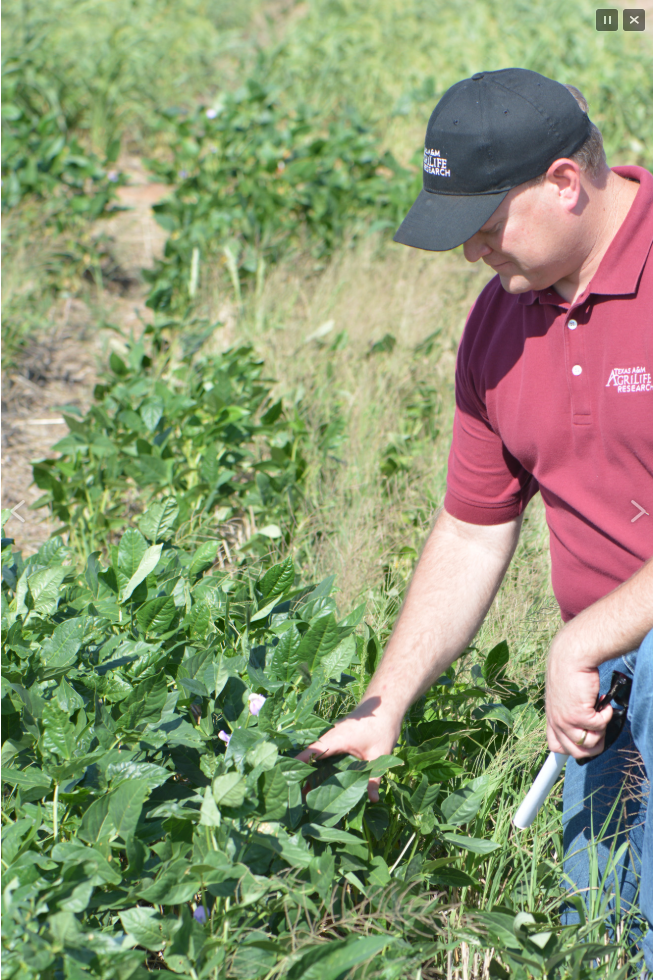 Dr. Paul DeLaune looks at Texas A&M’s newly released Ace cowpea being grown in a cover crop scenario.
