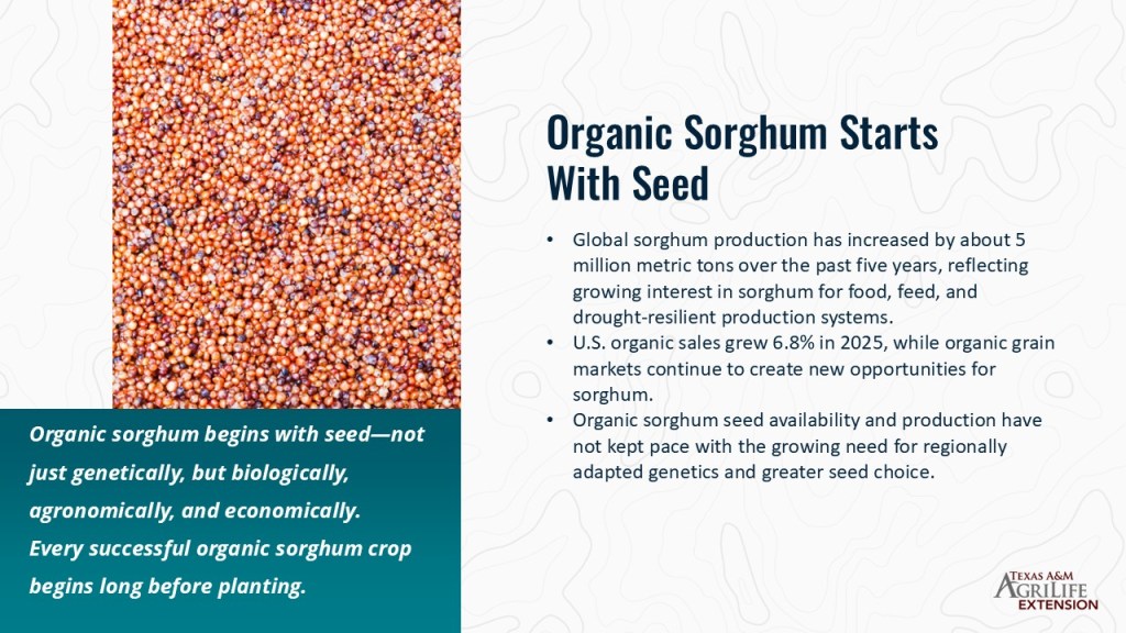 Close-up image of organic sorghum seeds with a textured background, accompanied by informative text about the importance of seeds in organic sorghum production.