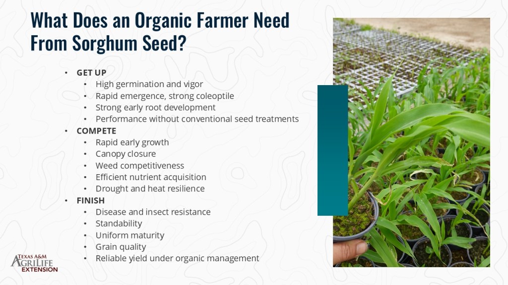 A presentation slide titled 'What Does an Organic Farmer Need From Sorghum Seed?' featuring three sections: 'Get Up,' 'Compete,' and 'Finish,' with key points on ideal sorghum seed characteristics. To the right, there is an image of young sorghum plants in biodegradable pots, highlighting healthy growth.