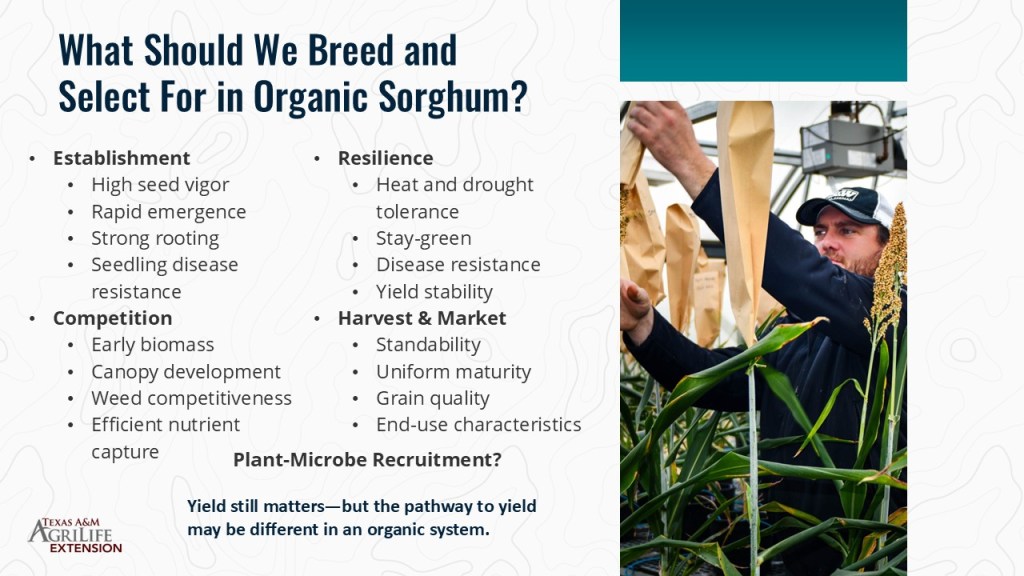 A man in a cap examining sorghum plants in a greenhouse, with notes about breeding and selection for organic sorghum displayed alongside.