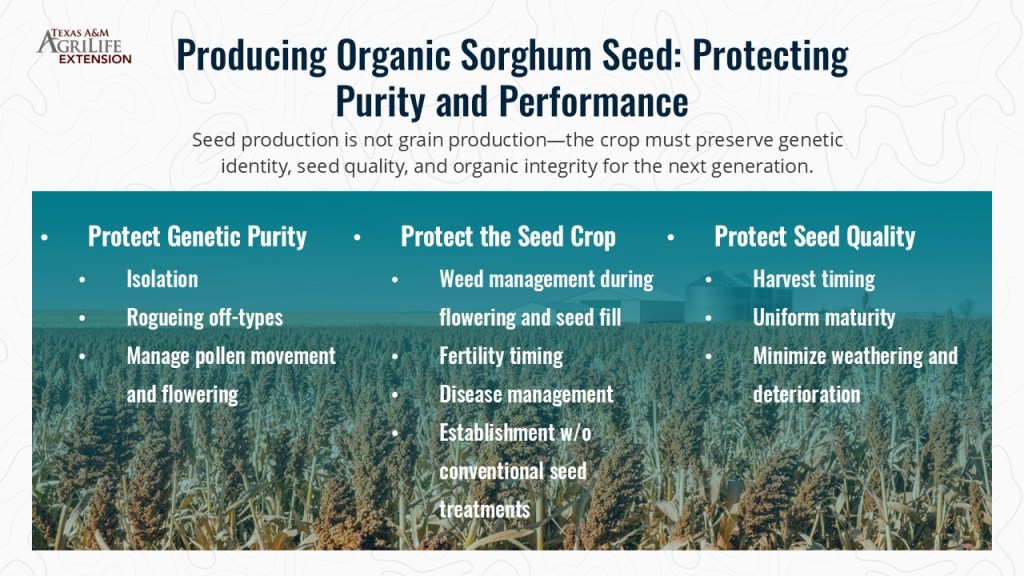 Infographic titled 'Producing Organic Sorghum Seed: Protecting Purity and Performance' from Texas A&M Agrilife Extension. It outlines key practices for maintaining genetic purity, managing seed crops, and ensuring seed quality in sorghum seed production.