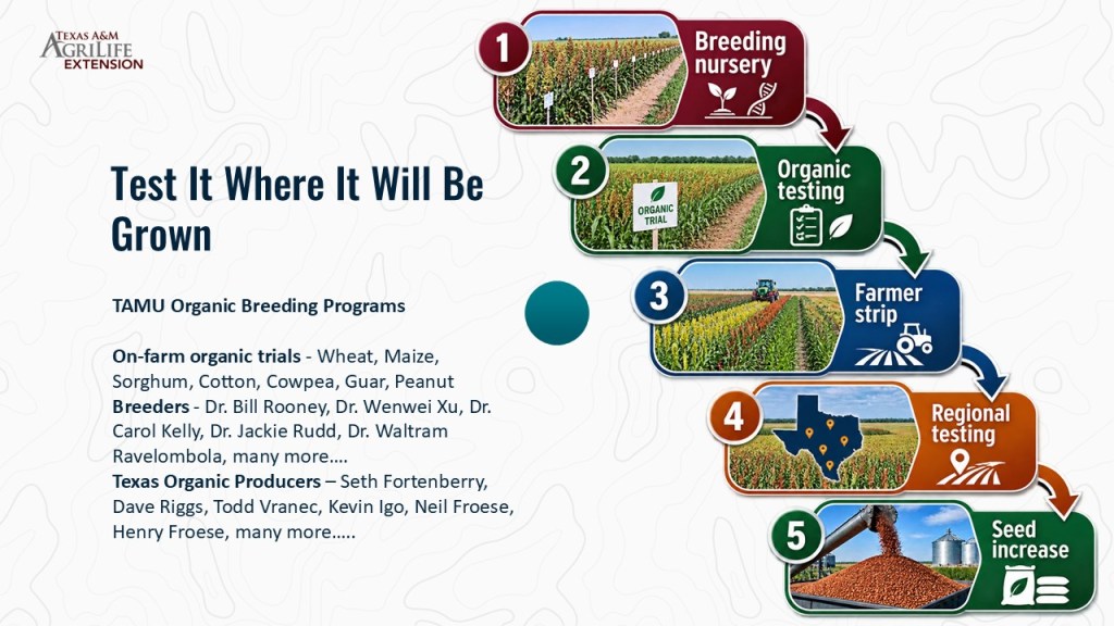 Flowchart detailing TAMU Organic Breeding Programs, including on-farm organic trials for various crops, organic testing, farmer strips, regional testing, and seed increase.